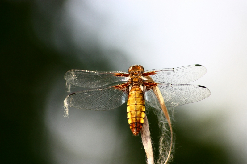 Libellula depressa?